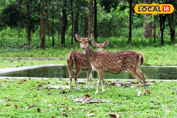 কলকাতা থেকে নামমাত্র দূরত্বে রয়েছে জনপ্রিয় অভয়ারণ্য! ঘুরতে যাওয়ার মনোরম স্পট, খরচও কম