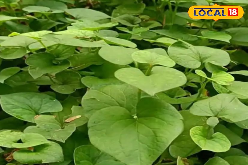 মাছ শিকারীদের কাছে গোপন অস্ত্রের মতোই কাজ করে এক বিশেষ লতানো গাছ, নাম মৎস্যগন্ধা। আধুনিক কৃত্রিম টোপ বা রাসায়নিকের ভিড়ে আজও বহু অভিজ্ঞ মৎস্যশিকারী এই গাছের পাতার উপর ভরসা রাখেন। কারণ এই পাতার এক টুকরো ব্যবহারেই জলাশয়ে ঝাঁকে ঝাঁকে মাছ চলে আসে। (ছবি ও তথ্যঃ জুলফিকার মোল্যা)