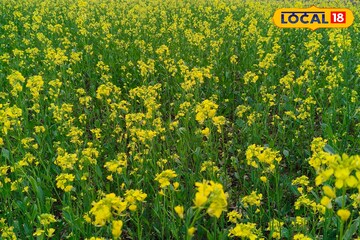 কম পরিশ্রমে বেশি লাভ, ৭৫ দিনেই রেজাল্ট! সরিষা চাষ করে ব্যাপক আয় করছেন পুরুলিয়ার চাষিরা