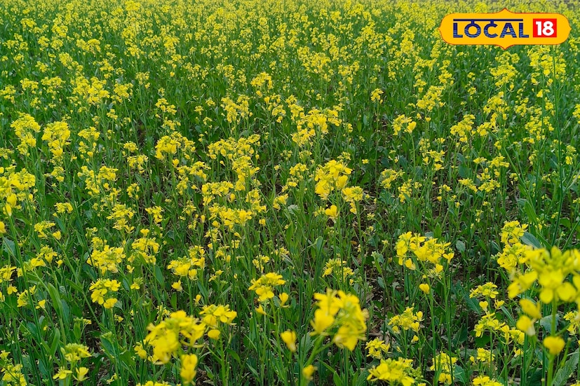 সদ্য ধান চাষ শেষ হতেই সেই জমিতেই সরিষা চাষ শুরু করেছেন পুরুলিয়ার প্রত্যন্ত গ্রামের মহিলারা। এই সরিষা চাষের মাধ্যমেই আজ স্বনির্ভরতার পথে এগিয়ে চলেছেন তাঁরা। লাভজনক এই চাষ একদিকে যেমন ভোজ্যতেলের ঘাটতি মেটাতে সাহায্য করছে, তেমনই অন্যদিকে কৃষকদের জীবনে নিয়ে আসছে আর্থিক সচ্ছলতা। (ছবি ও তথ্য: শান্তনু দাস)