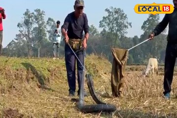 বাড়ির উঠোনে ফোঁস ফোঁস শব্দ, ডুয়ার্সে লোকালয় থেকে উদ্ধার ১২ ফুটের বিশাল কিং কোবরা