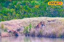 South 24 Parganas News: বর্ষবরণ এর আগে সুন্দরবনে বাঘ দর্শন পর্যটকদের!