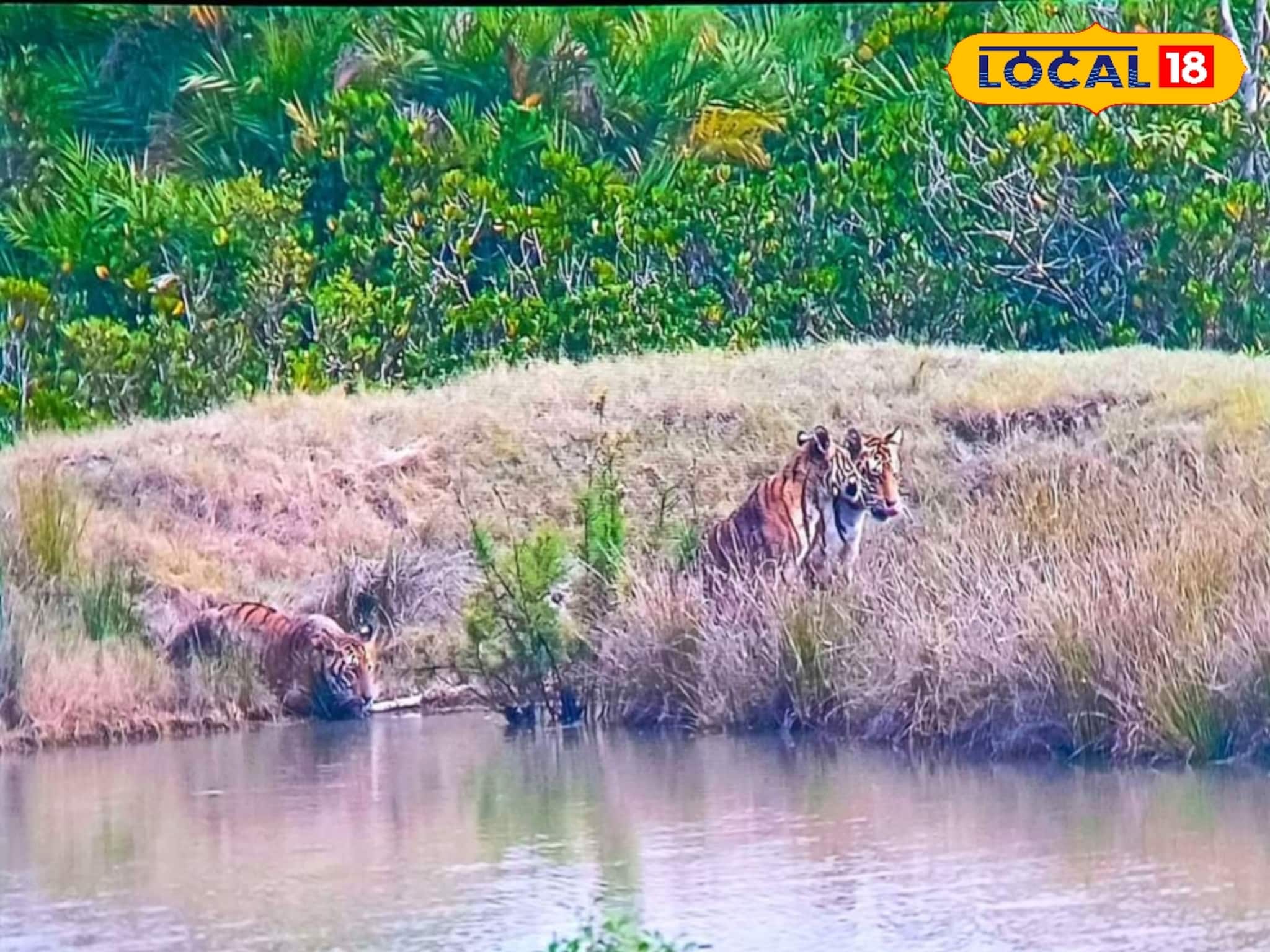 বর্ষবরণ এর আগে সুন্দরবনের বাঘ দর্শন পর্যটকদের