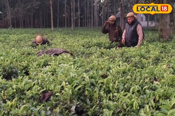 চা বাগানে ঘাপটি মেরে বসে লেপার্ড! হালুম করার আগেই খাঁচাবন্দি, বাঘ দেখার সে কী হিড়িক