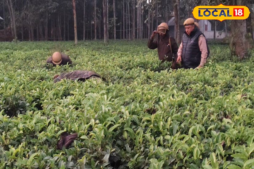 মুরগি ধরতে এসেই বিপত্তি। ধরা পড়ল জঙ্গলের ত্রাস। চোর দেখতে ভিড় উৎসুক জনতার। লোকালয়ে ঢুকে চা বাগানে ঘাপটি মেরে বসেছিল একটি লেপার্ড। তাকে এক ঝলক দেখতেই উৎসুক জনতার ভিড়, মোবাইলে ছবি তোলার হিড়িক আর তাতেই ব্যাপক চাঞ্চল্য ছড়াল ডুয়ার্সের চক মৌলানি হরিসভা এলাকায়। (ছবি ও চিত্র: সুরজিৎ দে) 