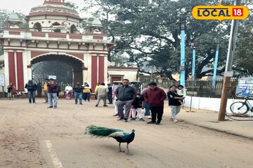 হাতের নাগালেই ঘুরে বেড়াচ্ছে ময়ূর! শীতে ঘুরে আসুন ঝাড়গ্রাম রাজবাড়ি থেকে