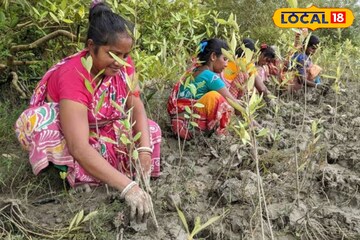 একঢিলে দুই পাখি! সুন্দরবনে এল ম্যানগ্রোভ রোপন মরশুম, প্রকৃতি বাঁচিয়ে বিকল্প জীবিকা