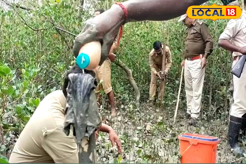 বাঘের ছবি তোলার জন্য বন দফতরের তরফে জঙ্গল কেটে পরিষ্কার করা হয়েছে। মাংসের টুকরো কাঠের দণ্ডের মাথায় বেঁধে ছিটিয়ে দেওয়া হয়েছিল বিশেষ ধরনের রাসায়নিক। মাংসের সঙ্গে বিশেষ ধরনের এই রাসায়নিকের মিশ্রণের ফলে তার দুর্গন্ধ এতটাই বেড়ে যায় যে নদী পেরিয়ে তা পৌঁছে যায় এক জঙ্গল থেকে আরেক জঙ্গলে। (তথ্য ছবি সুমন সাহা)