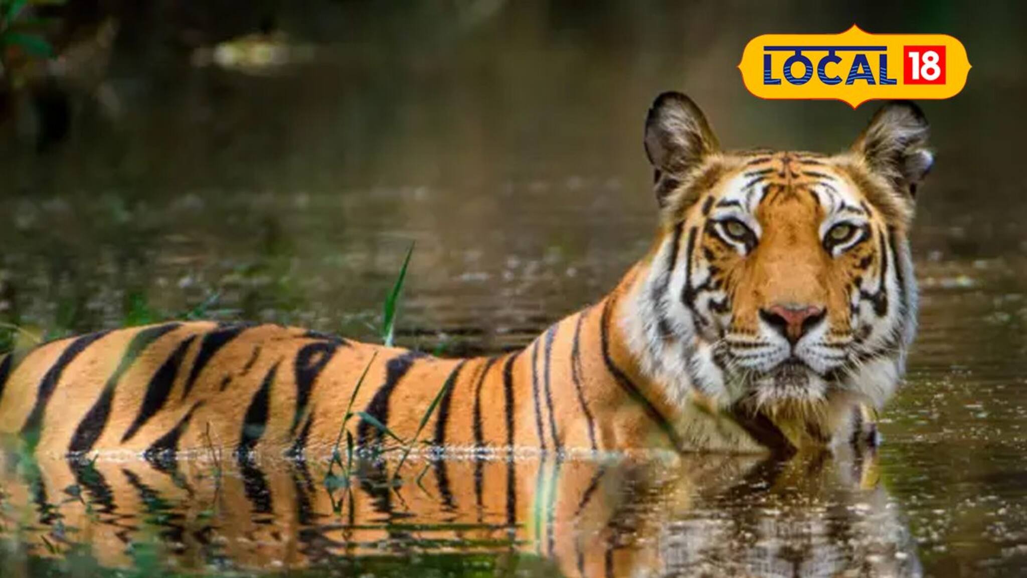 Sunderban: সুন্দরবনে বিরল দৃশ্য, সাঁতার কাটছে দুই শাবক-সহ মা বাঘিনী