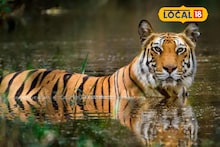 Sundarban : সুন্দরবনের রাজার খাবারে ভাগ বসাচ্ছে অন্য কেউ! ট্রাপ ক্যামেরায় ধরা পড়ল ছবি, অবাক হয়ে যাবেন দেখে আপনিও