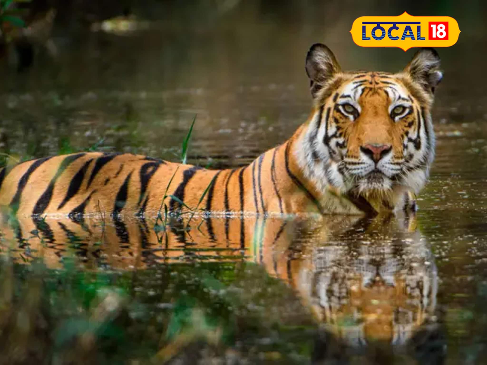 সুন্দরবনের রাজার খাবারে ভাগ বসাচ্ছে অন্য কেউ! ট্রাপ ক্যামেরায় ধরা পড়ল ছবি