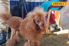 Pet Dog Care Tips: সাধ্যের মধ্যেই সাধপূরণ! স্বল্প খরচেই বাড়িতে যত্ন নিন পোষ্য সারমেয়র! রইল এক্সপার্ট-টিপস!