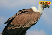 কয়েক বছর আগেই গ্রামে গ্রামে দেখা মিলত শকুনের, হঠাৎ হারিয়ে গেল কেন