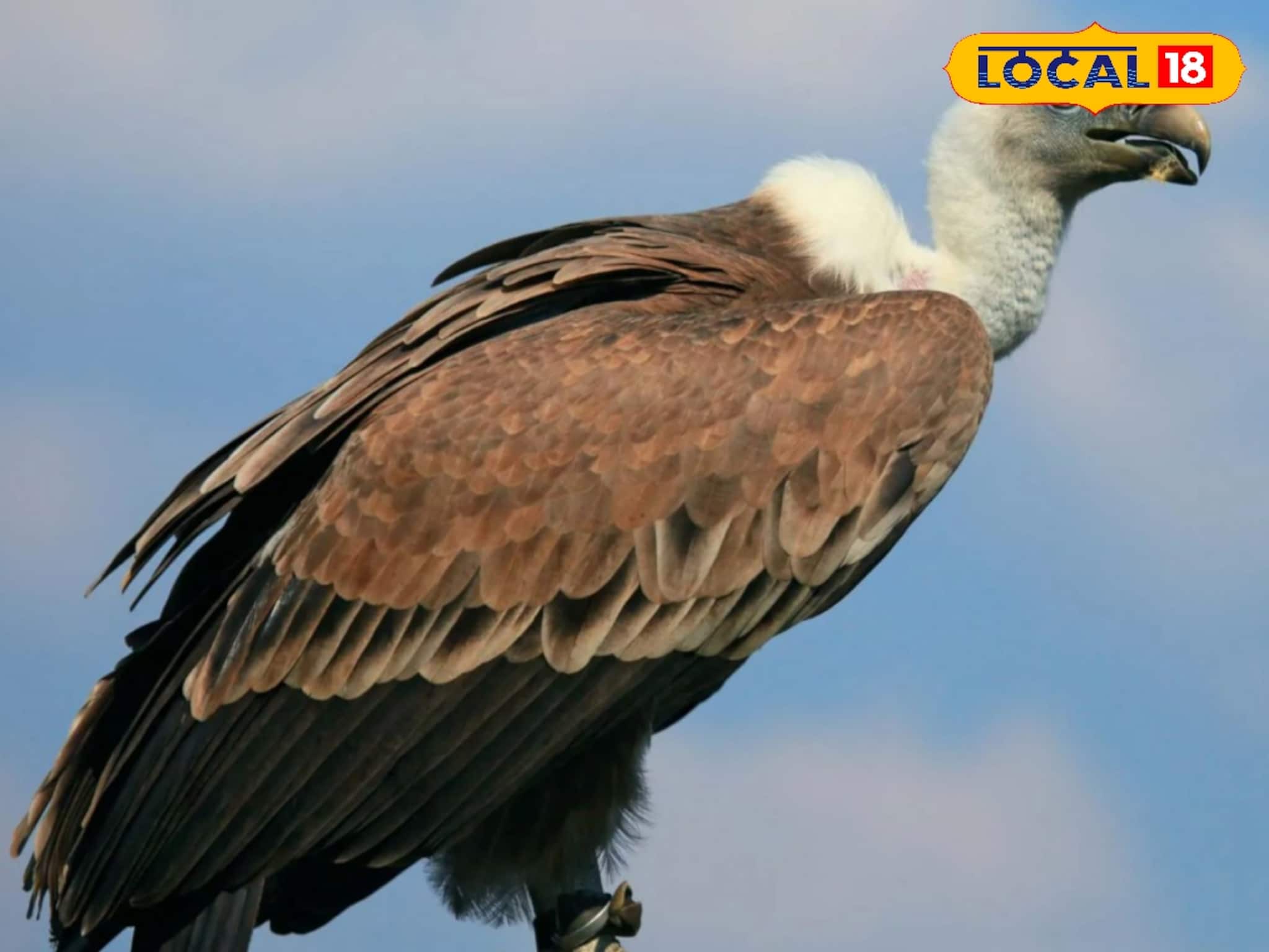 কয়েক বছর আগেই গ্রামে গ্রামে দেখা মিলত শকুনের, হঠাৎ হারিয়ে গেল কেন