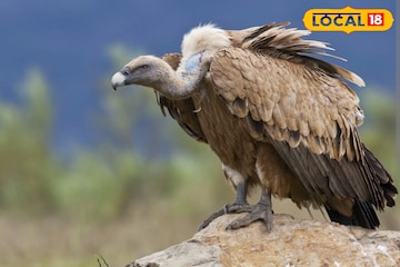 কয়েক বছর আগেই গ্রামে গ্রামে দেখা মিলত শকুনের, হঠাৎ হারিয়ে গেল কেন কয়েক বছর আগেই গ্রামে গ্রামে দেখা মিলত শকুনের, হঠাৎ হারিয়ে গেল কেন
