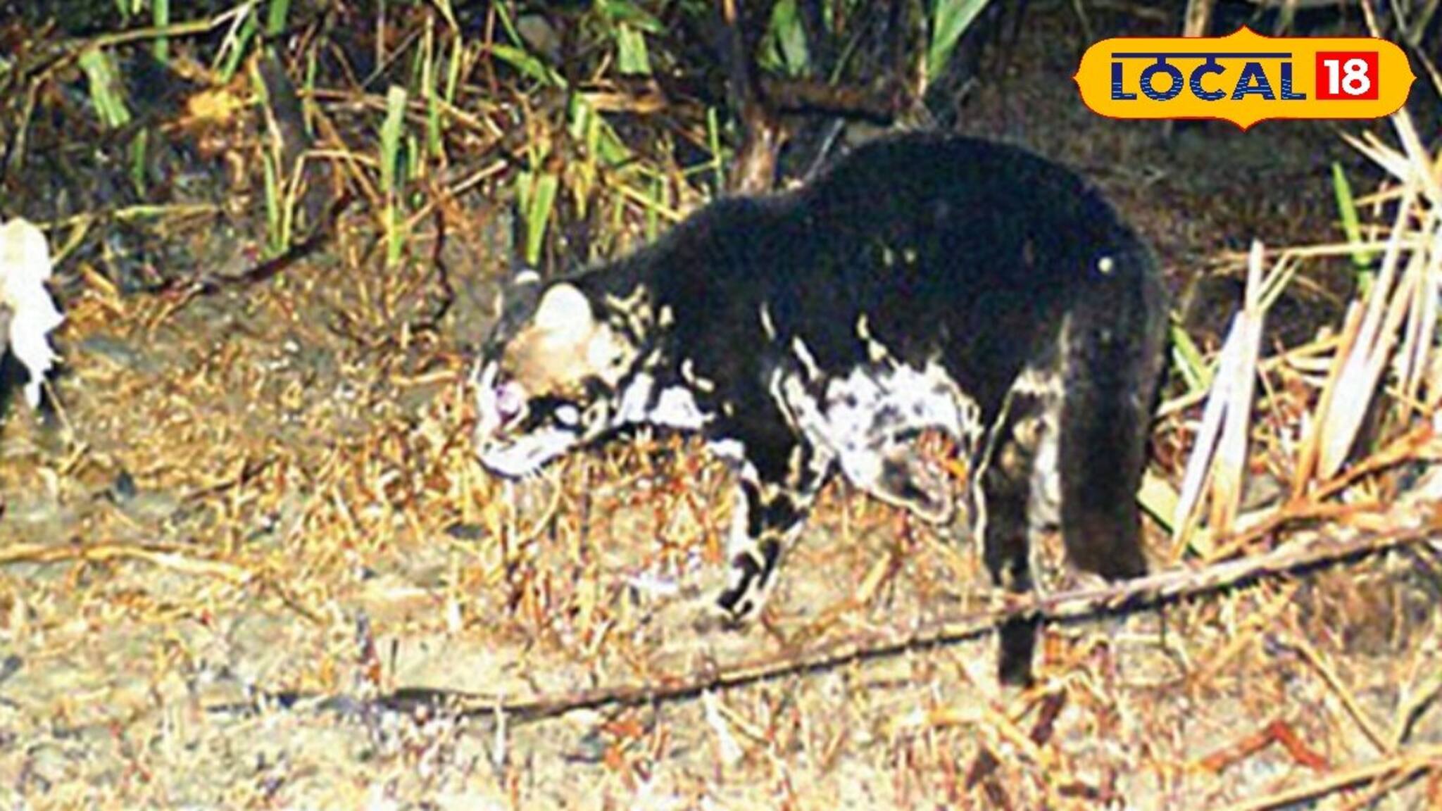 বাঘ নয়,এ কী ভয়ঙ্কর প্রাণী!সুন্দরবনের ট্র্যাপ ক্যামেরায় যা ধরা পড়ল,দেখেই শিউরে উঠছে সকলে