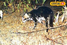 South 24 Parganas News: বাঘ নয়,তাহলে এ কী ভয়ঙ্কর প্রাণী এল!সুন্দরবনের ট্র্যাপ ক্যামেরায় যা ধরা পড়ল,দেখেই শিউরে উঠছে সকলে