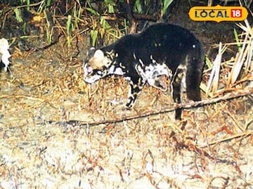 ট্রাপ ক্যামেরায় ধরা পড়া ছবি