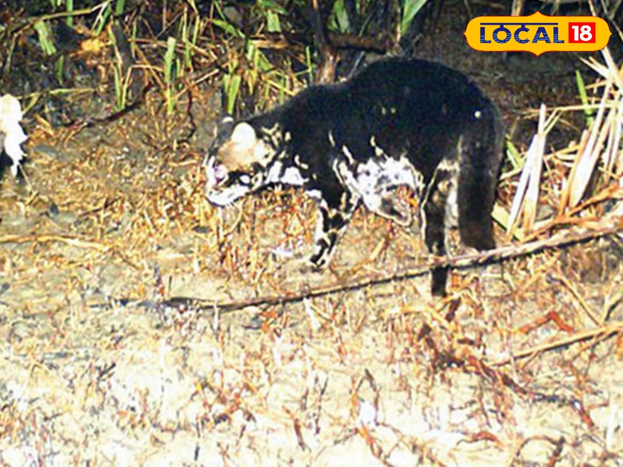 বাঘ নয়,এ কী ভয়ঙ্কর প্রাণী!সুন্দরবনের ট্র্যাপ ক্যামেরায় যা ধরা পড়ল,দেখেই শিউরে উঠছে সকলে