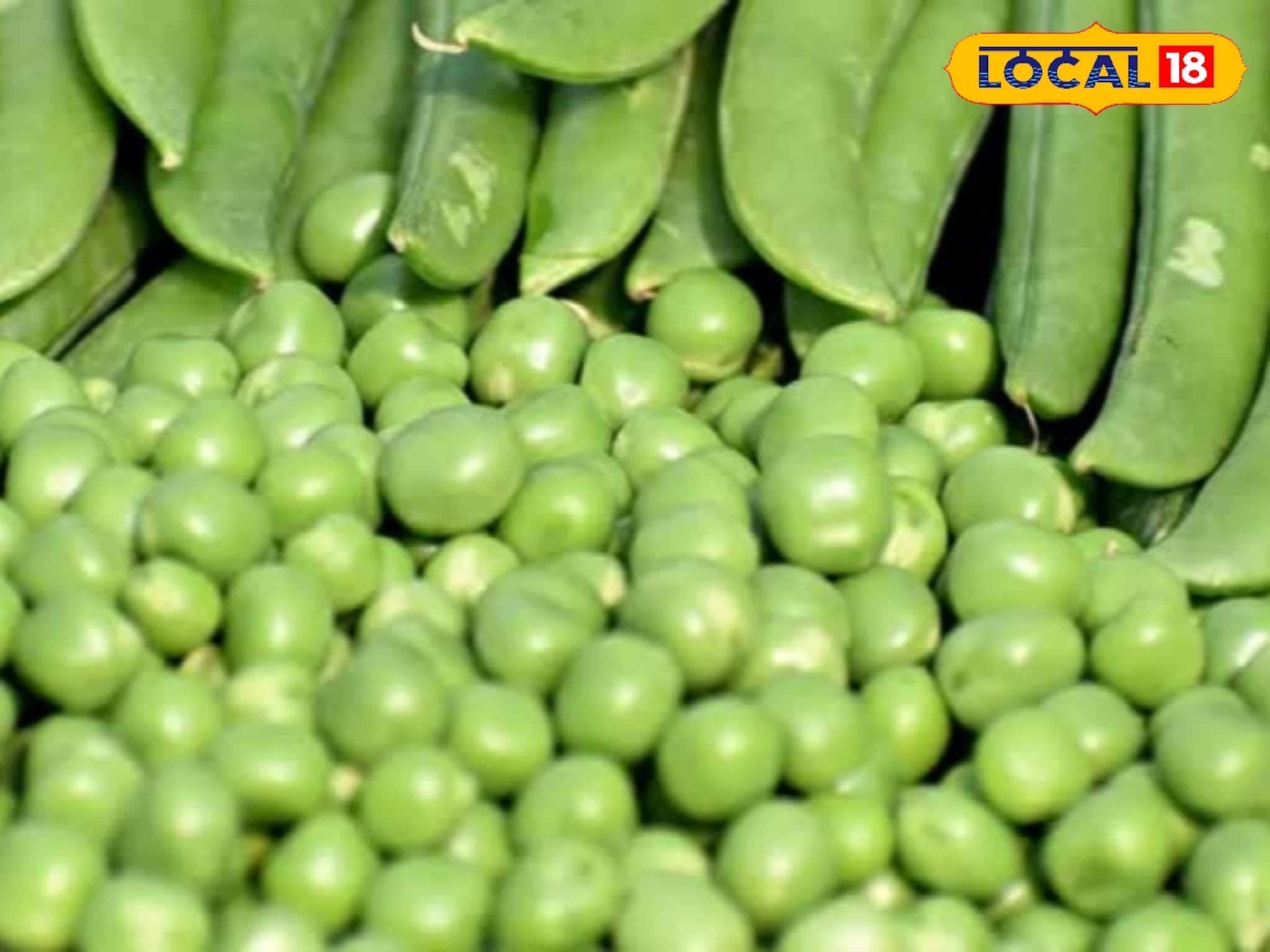 Green Peas Benefits: শীতের মটরশুঁটির গুণ অনেক! নিয়ন্ত্রণে রাখে সুগার, কোষ্ঠকাঠিন্য! তবে ভুলেও বেশি খাবেন না, তাহলে বিপদ কাদের? জানুন