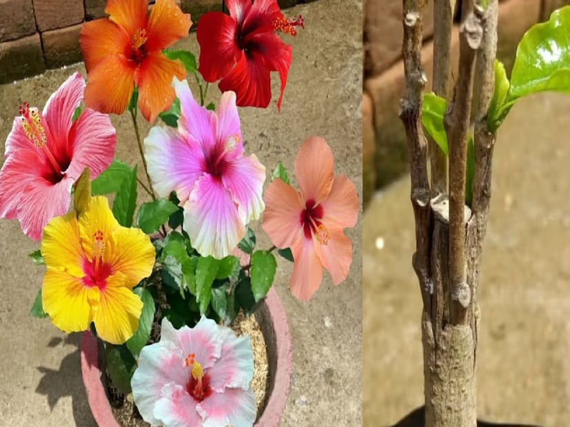 *জবা প্রায়শই মিলিবাগ দ্বারা আক্রান্ত হয়। এটি প্রতিরোধ করার জন্য, গাছে নিম তেল বা নিম পাতা স্প্রে করুন। এটি গাছটিকে পোকামাকড় থেকে রক্ষা করে, সুস্থ রাখে এবং নতুন কুঁড়ি গঠনে সহায়তা করে। সংগৃহীত ছবি। 