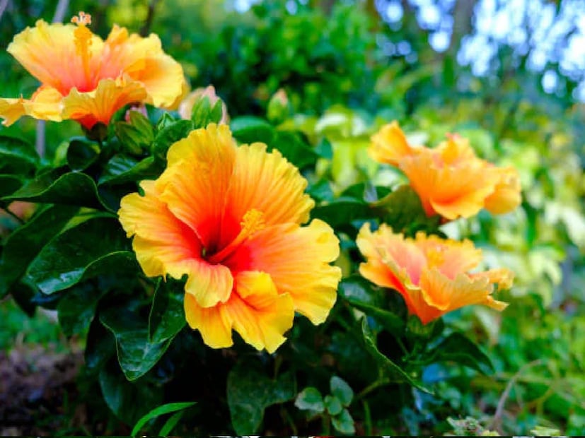 *টি ব্যাগ বা অবশিষ্ট চা পাতা ব্যবহার করা যেতে পারে, তবে চা পাতায় থাকা দুধ এবং চিনি ছত্রাক সৃষ্টি করতে পারে, তাই প্রথমে সেগুলি ভালভাবে ধুয়ে নেওয়া গুরুত্বপূর্ণ। ধোয়া চা পাতা মাটিতে মিশিয়ে দিন অথবা মাসে একবার পাত্রের ছিটিয়ে দিন। নিয়মিত ব্যবহার, গাছের আর্দ্রতা এবং সূর্যালোক বজায় রেখে, কয়েক সপ্তাহের মধ্যে জবাগাছে আবার ফুলে ফিরিয়ে আনা যেতে পারে। সংগৃহীত ছবি।