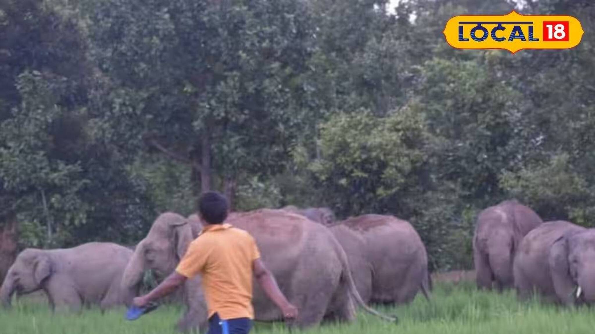 দিন দিন বাড়ছে হাতির হানায় মৃত্যু! হাতি-মানুষ সংঘাতের ২ কারণ জানালেন বিশেষজ্ঞরা