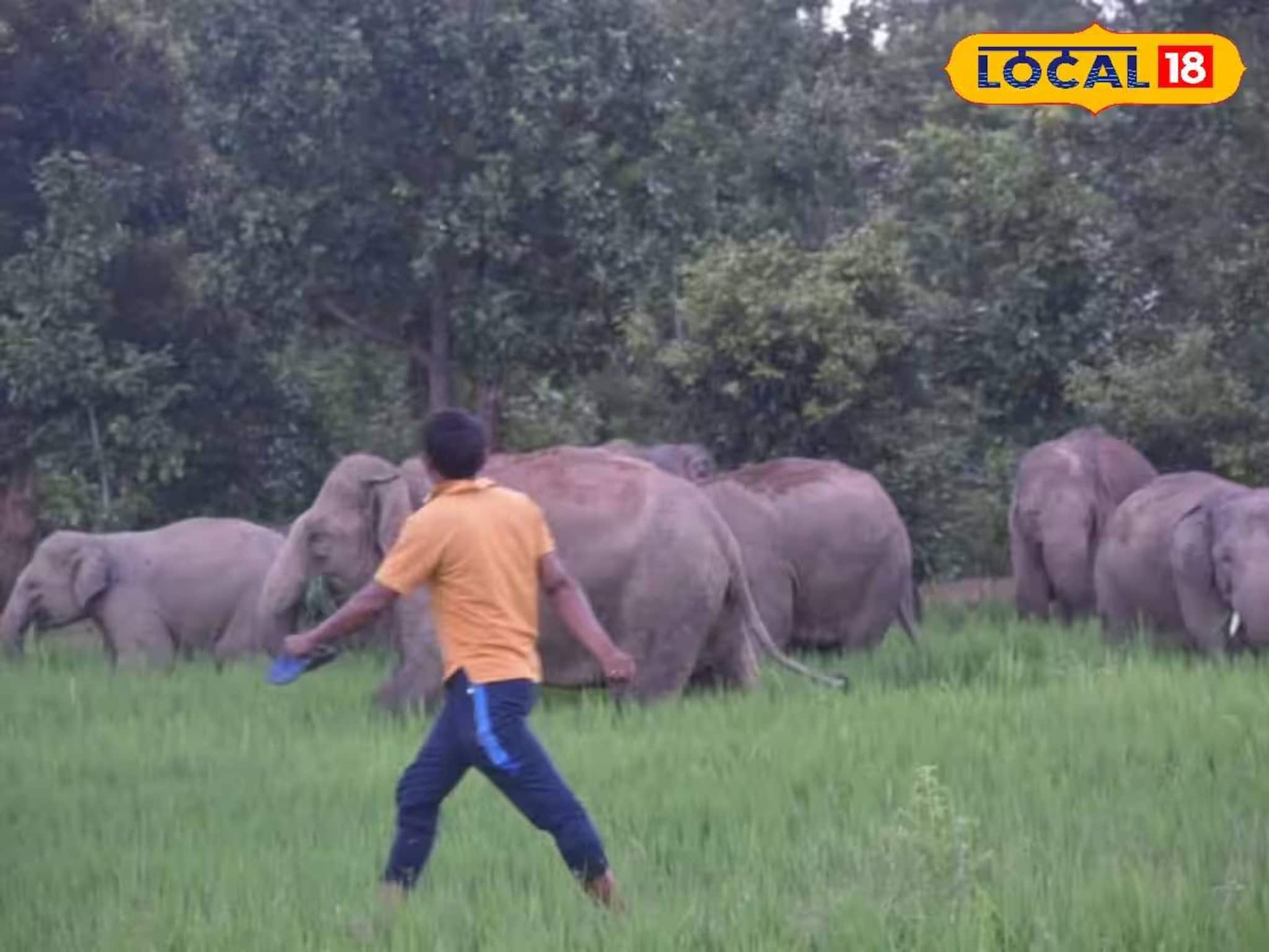 দিন দিন বাড়ছে হাতির হানায় মৃত্যু! হাতি-মানুষ সংঘাতের ২ কারণ বলে দিলেন বিশেষজ্ঞরা দিন দিন বাড়ছে হাতির হানায় মৃত্যু! হাতি-মানুষ সংঘাতের ২ কারণ বলে দিলেন বিশেষজ্ঞরা
