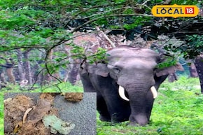 হাতির মলে মিলল মারাত্মক জিনিস! আতঙ্কিত পরিবেশপ্রেমী থেকে স্থানীয় মানুষজন সবাই