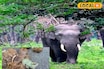 হাতির মলে মিলল মারাত্মক জিনিস! আতঙ্কিত পরিবেশপ্রেমী থেকে স্থানীয় মানুষজন সবাই