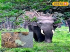 হাতির মলে মিলল মারাত্মক জিনিস! আতঙ্কিত পরিবেশপ্রেমী থেকে স্থানীয় মানুষজন সবাই