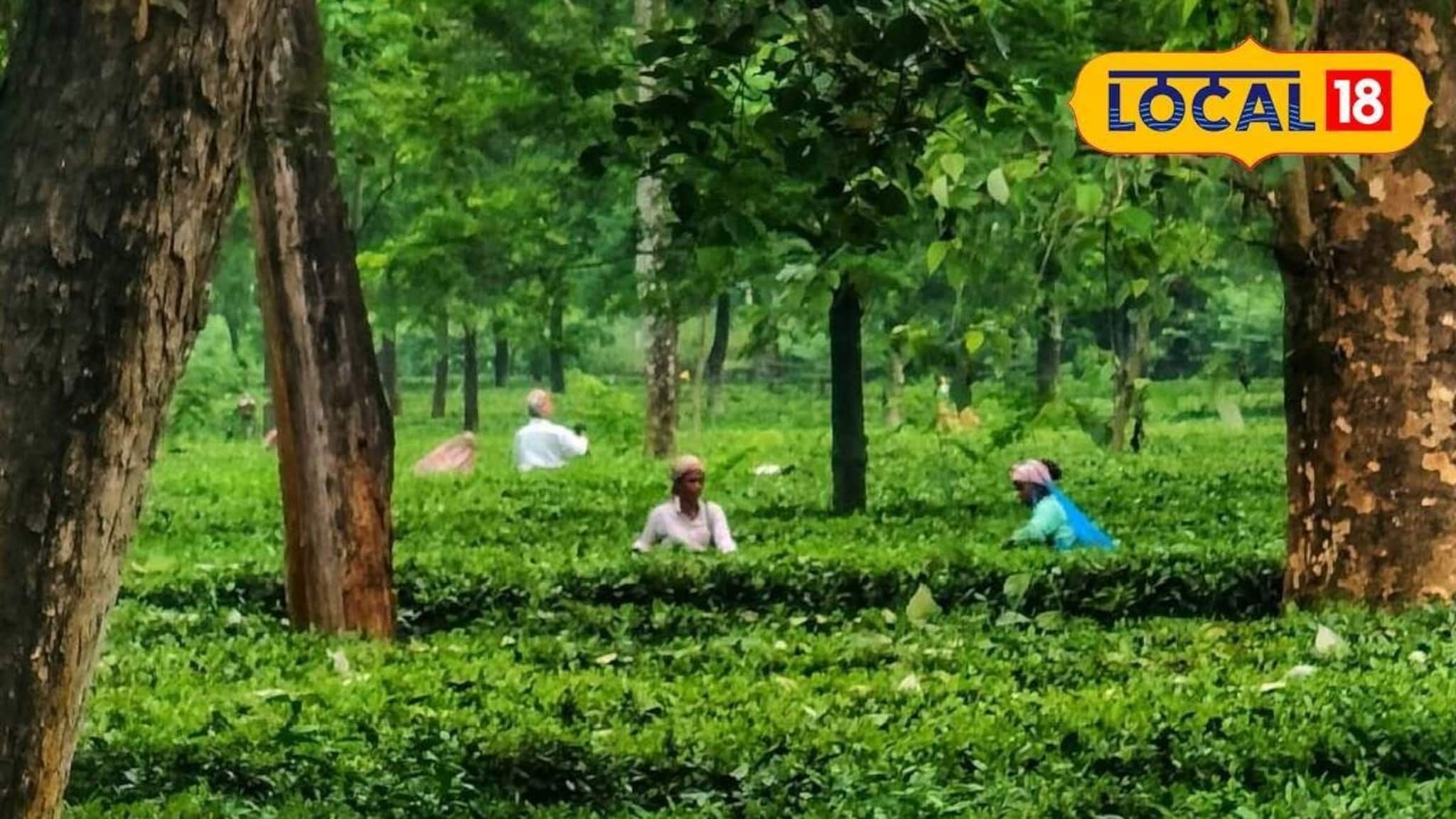 বকেয়া বোনাস-মজুরি চাই! নাগেশ্বরী চা বাগানে লাগাতার আন্দোলন-গেট মিটিং শ্রমিকদের