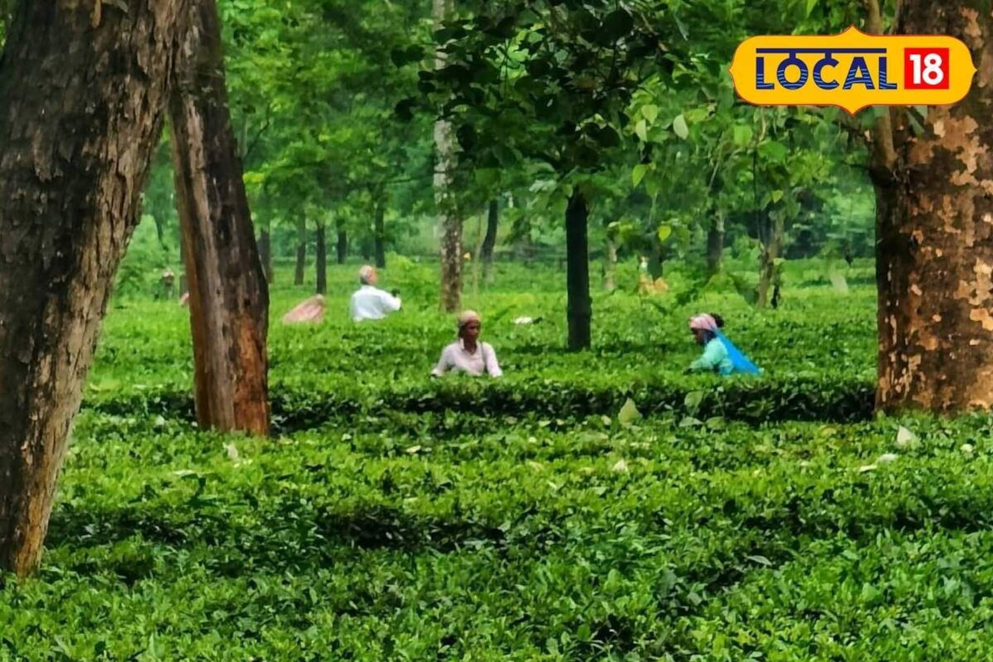 বকেয়া বোনাস-মজুরি চাই! নাগেশ্বরী চা বাগানে লাগাতার আন্দোলন-গেট মিটিং শ্রমিকদের