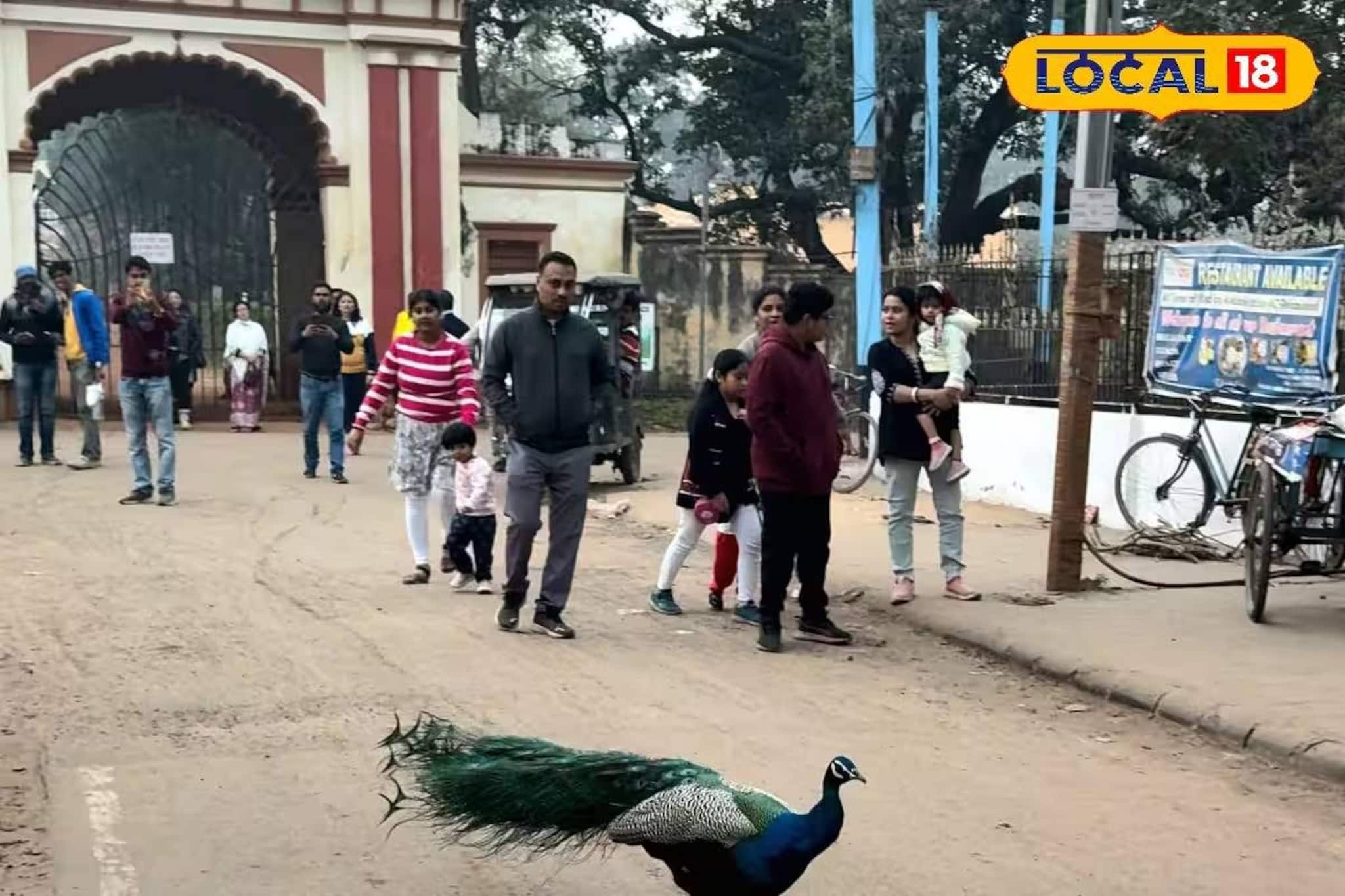 হাতের নাগালেই ঘুরে বেড়াচ্ছে ময়ূর! শীতে ঘুরে আসুন ঝাড়গ্রাম রাজবাড়ি থেকে