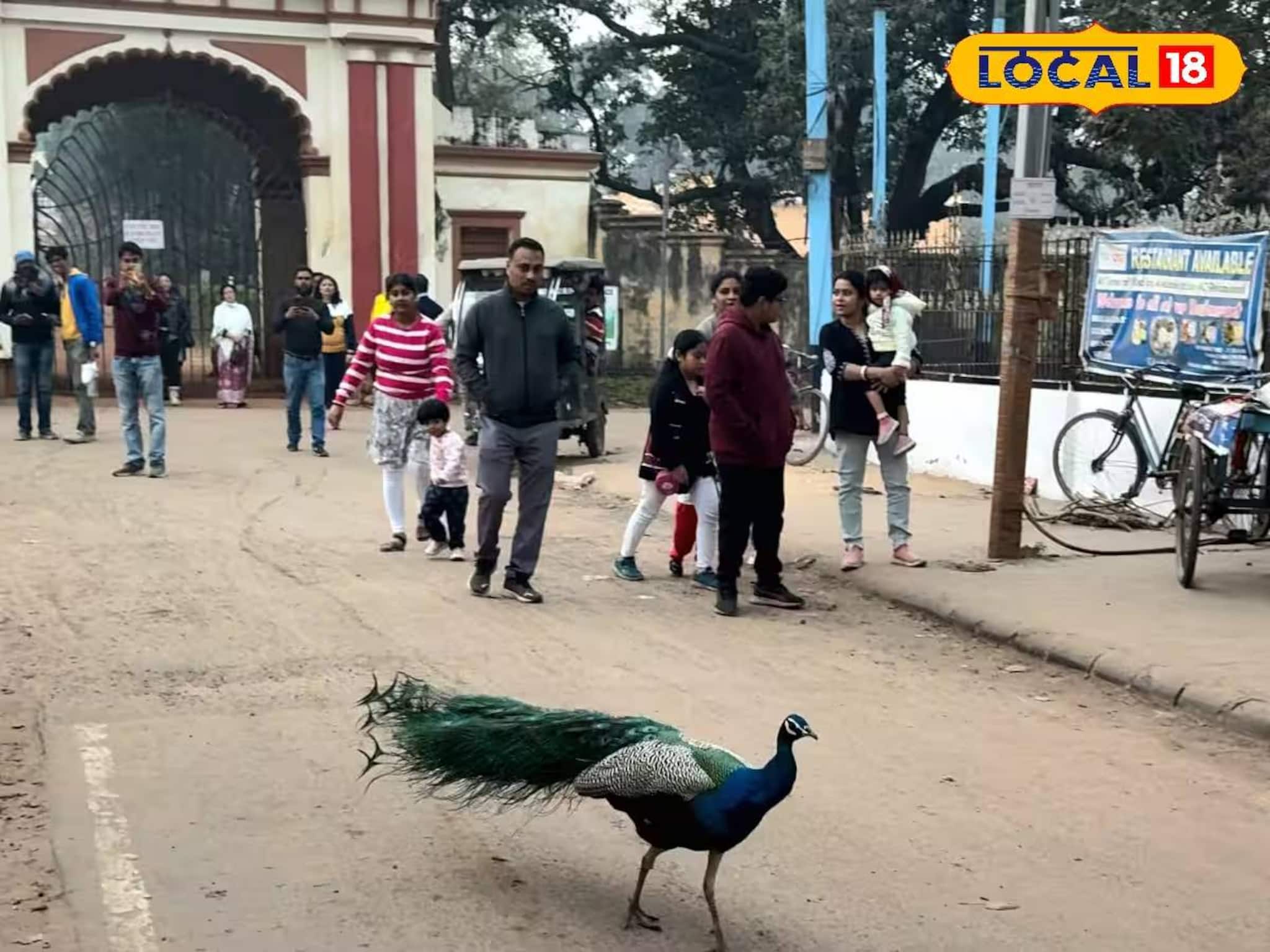 হাতের নাগালেই ঘুরে বেড়াচ্ছে ময়ূর! শীতে ঘুরে আসুন ঝাড়গ্রাম রাজবাড়ি থেকে