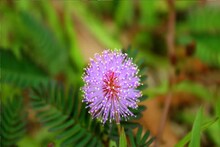 Piles: শীতে বাড়ে যন্ত্রণা, রক্তপাত! পাইলস-কোষ্ঠকাঠিন্যের যম 'এই' গাছ অলৌকিক ওষুধ! বিশেষ উপায়ে খেলে অনেক উপকার