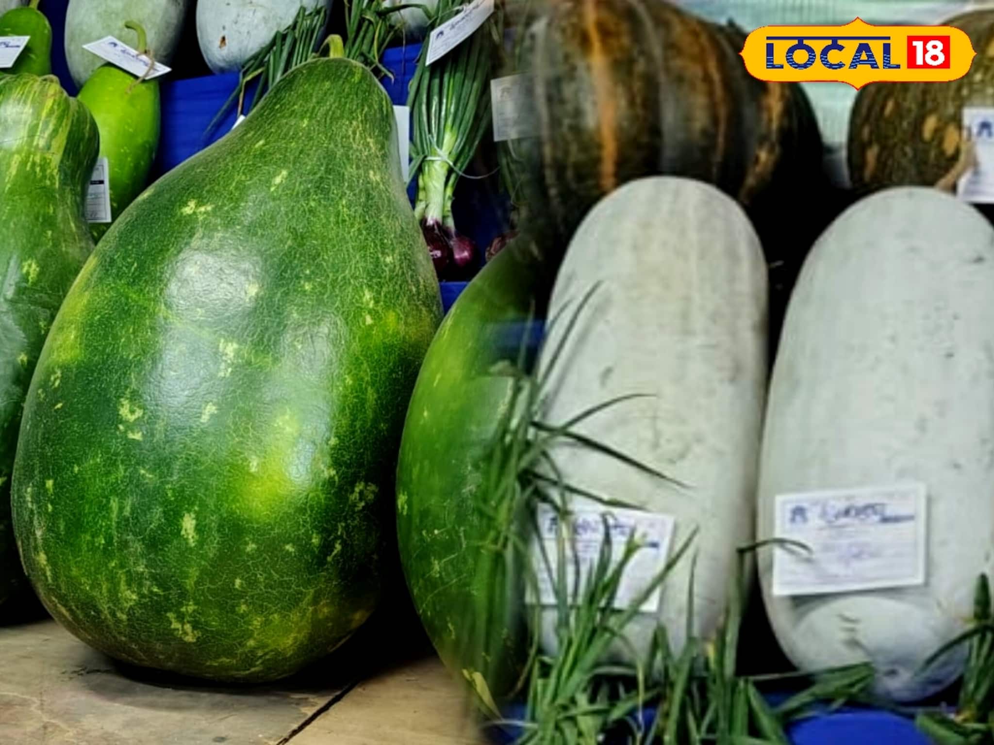 ১৫ ফুটের মানকচু, ৩৫ কেজির লাউ! বাণীপুর কৃষি প্রদর্শনীতে 'বড়' চমক