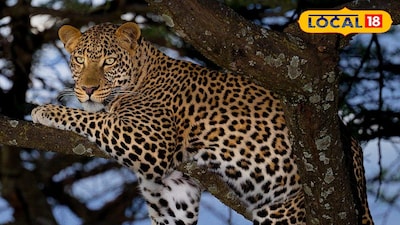 লেপার্ড প্রতীকী ছবি