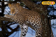 Leopard Attack: বাড়ির উঠোনে শিশুর উপর ঝাঁপিয়ে পড়ল লেপার্ড! টেনে হিঁচড়ে নিয়ে যাওয়ার চেষ্টা, কলাবাড়ি চা বাগানে তীব্র চাঞ্চল্য