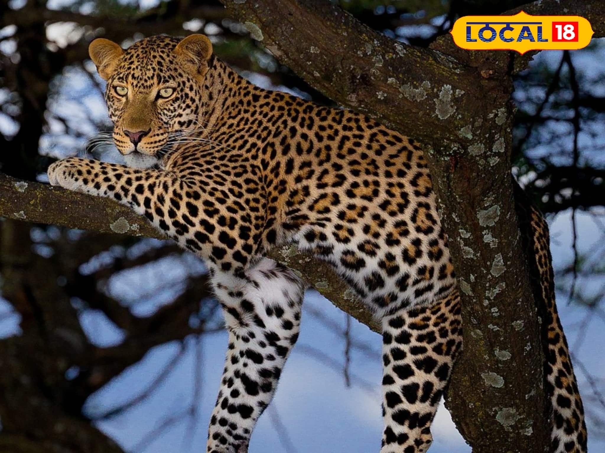 বাড়ির উঠোনে শিশুর উপর ঝাঁপিয়ে পড়ল লেপার্ড! টেনে হিঁচড়ে নিয়ে যাওয়ার চেষ্টা, বানারহাটে আতঙ্ক বাড়ির উঠোনে শিশুর উপর ঝাঁপিয়ে পড়ল লেপার্ড! টেনে হিঁচড়ে নিয়ে যাওয়ার চেষ্টা, বানারহাটে আতঙ্ক