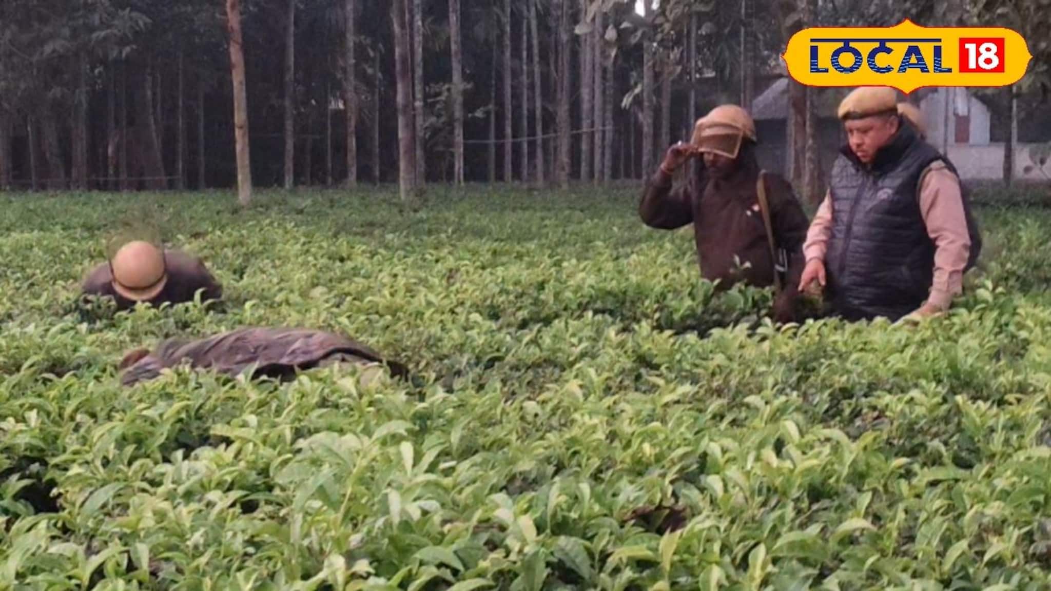Leopard Rescue: চা বাগানে ঘাপটি মেরে বসে লেপার্ড! হালুম করার আগেই খাঁচাবন্দি, বাঘ দেখার সে কী হিড়িক