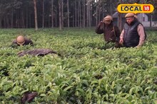 Leopard Rescue: চা বাগানে ঘাপটি মেরে বসে লেপার্ড! হালুম করার আগেই খাঁচাবন্দি, বাঘ দেখার সে কী হিড়িক