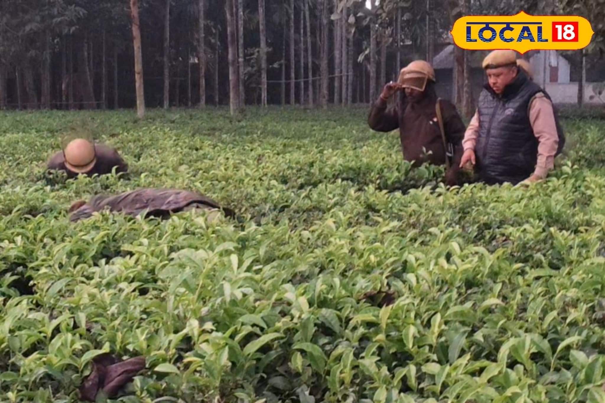 চা বাগানে ঘাপটি মেরে বসে লেপার্ড! হালুম করার আগেই খাঁচাবন্দি, বাঘ দেখার সে কী হিড়িক