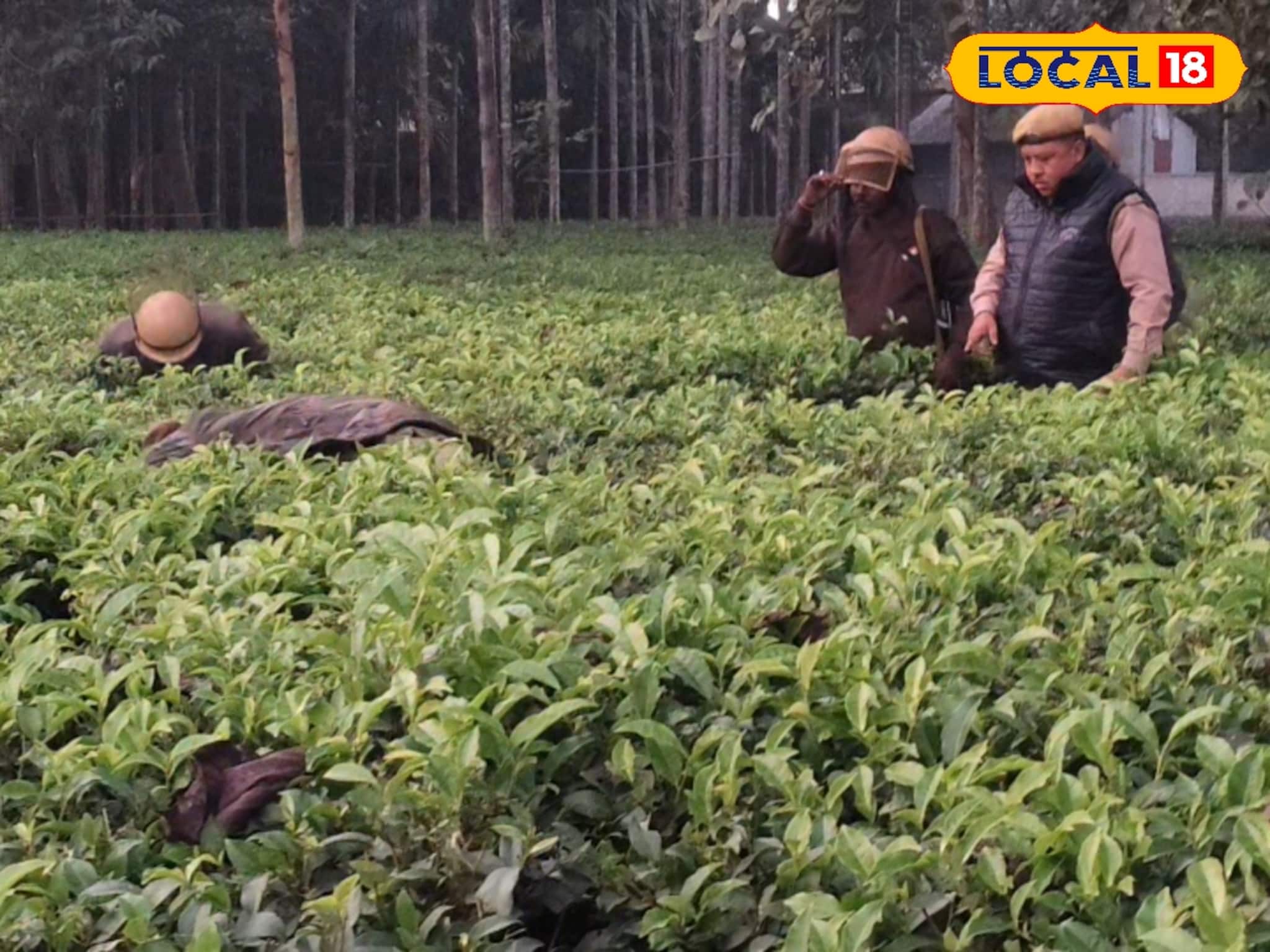 চা বাগানে ঘাপটি মেরে বসে লেপার্ড! হালুম করার আগেই খাঁচাবন্দি, বাঘ দেখার সে কী হিড়িক চা বাগানে ঘাপটি মেরে বসে লেপার্ড! হালুম করার আগেই খাঁচাবন্দি, বাঘ দেখার সে কী হিড়িক