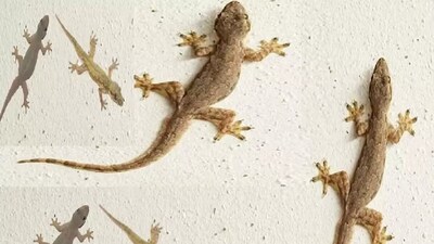 টিকটিকি 