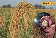 Jaynagar Moa: বহড়ুতেই তৈরি হচ্ছে কনকচূড় ধানের খই, খাঁটি নলেন গুড়ের সঙ্গে পাক খেয়ে নরম তুলতুলে জয়নগরের মোয়া, কম ঝক্কির কাজ নয়