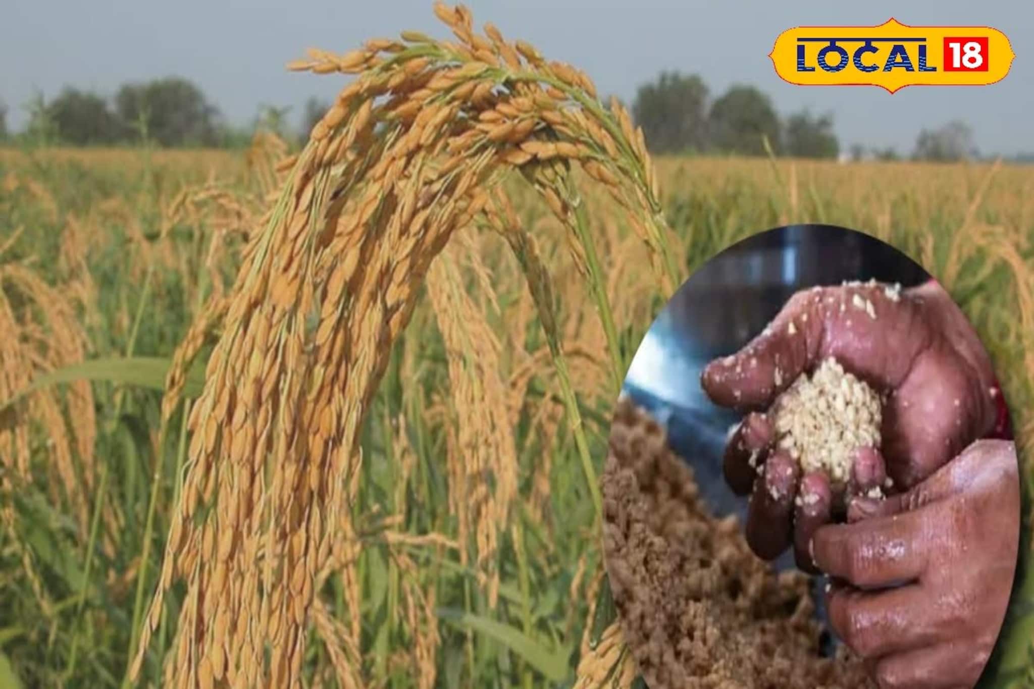 বহড়ুতেই তৈরি হচ্ছে কনকচূড় ধানের খই, নলেন গুড়ের সঙ্গে পাক খেয়ে নরম তুলতুলে জয়নগরের মোয়া বহড়ুতেই তৈরি হচ্ছে কনকচূড় ধানের খই, নলেন গুড়ের সঙ্গে পাক খেয়ে নরম তুলতুলে জয়নগরের মোয়া