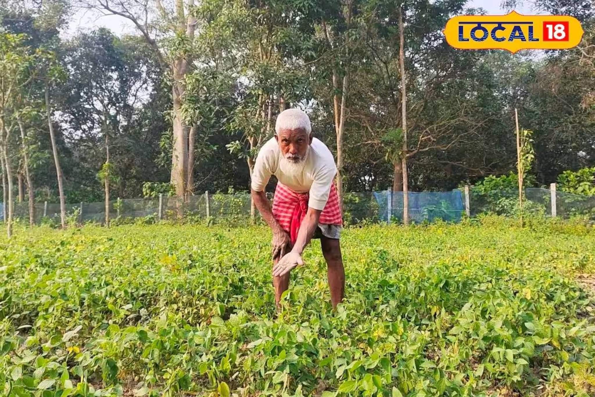 লাভজনক বিকল্প চাষে খুলে গেল কৃষকের ভাগ্য! বিশেষ ডাল চাষ করে হাতে আসছে ভাল টাকা লাভজনক বিকল্প চাষে খুলে গেল কৃষকের ভাগ্য! বিশেষ ডাল চাষ করে হাতে আসছে ভাল টাকা