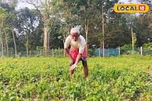 Agriculture News: লাভজনক বিকল্প চাষে খুলে গেল কৃষকের ভাগ্য! অল্প পরিচর্যাতেই ব্যাপক ফলন, বিশেষ ডাল চাষ করে হাতে আসছে ভাল টাকা