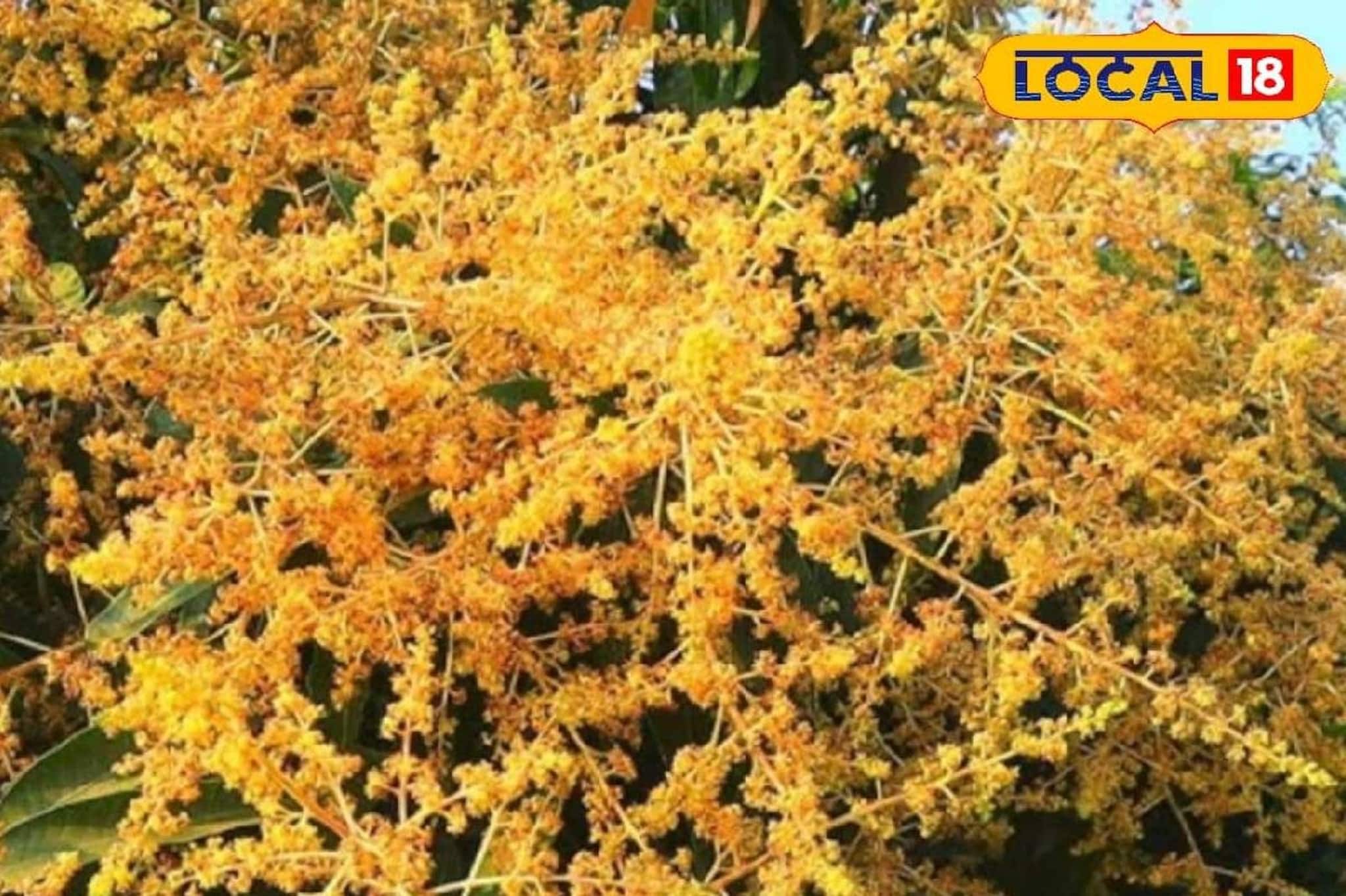 ডিসেম্বরের যত্নেই লুকিয়ে গাছ ভর্তি আমের রহস্য! শুধু জানতে হবে সঠিক পদ্ধতি ডিসেম্বরের যত্নেই লুকিয়ে গাছ ভর্তি আমের রহস্য! শুধু জানতে হবে সঠিক পদ্ধতি